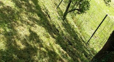 Tondre et entretenir votre pelouse et votre talus Image 13