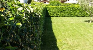 Tailler et entretenir votre haie Image 2