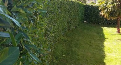 Tailler et entretenir votre haie Image 3