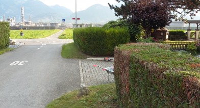 Tailler et entretenir votre haie Image 4