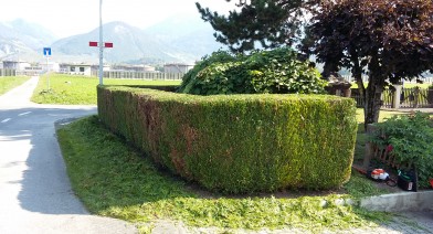 Tailler et entretenir votre haie Image 5