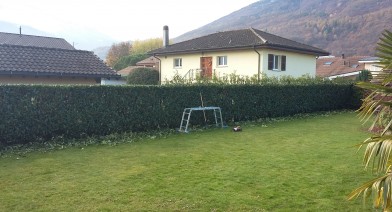 Tailler et entretenir votre haie Image 15