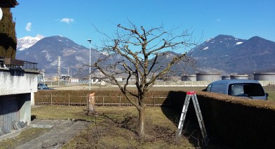 Tailler vos plantes, vos arbustes et arbres fruitiers Image 7