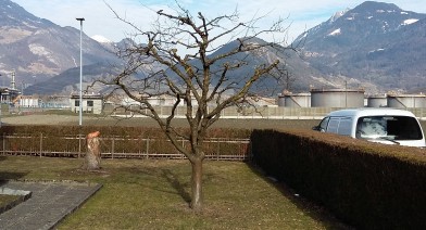 Tailler vos plantes, vos arbustes et arbres fruitiers Image 8