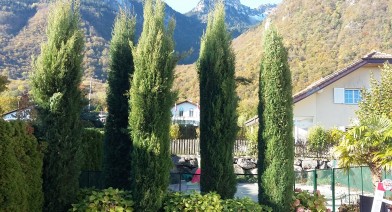 Tailler vos plantes, vos arbustes et arbres fruitiers Image 20